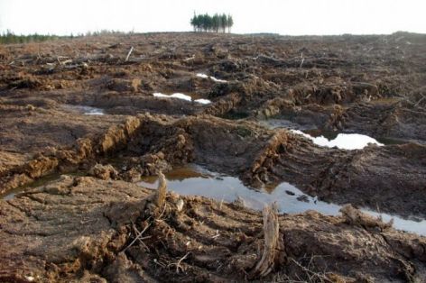 And here is one of the NS government's supposedly sustainable biomass fuel clear cuts from the ground.  Every living thing has been ripped from the soil, right down to the soil.  Soon the top soil will wash away.  This land is devastated and will take many centuries to heal, if left alone.