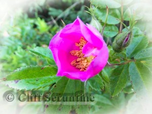 Wild Rose's Charms